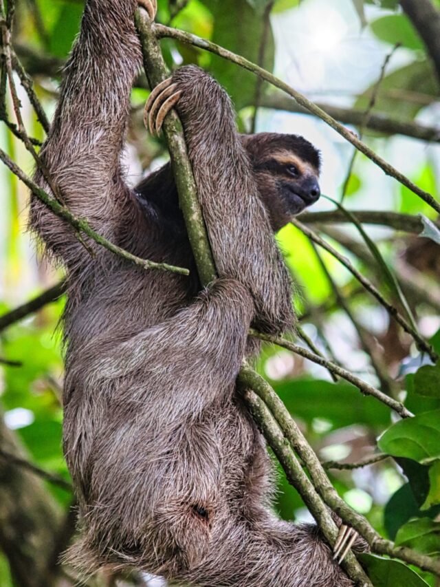 Read more about the article कुछ आश्चर्यजनक और रोचक तथ्य क्या आपको पता हैं ये ?