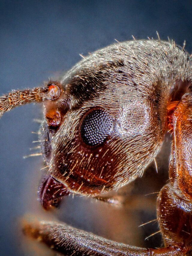 Read more about the article जानवरो  के बारे में कुछ रोचक तथ्य