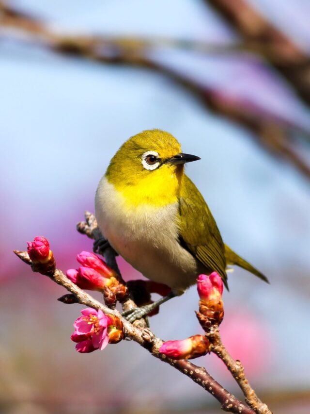 Read more about the article पक्षियों के बारे में रोचक तथ्य, क्या आप जानते हैं?