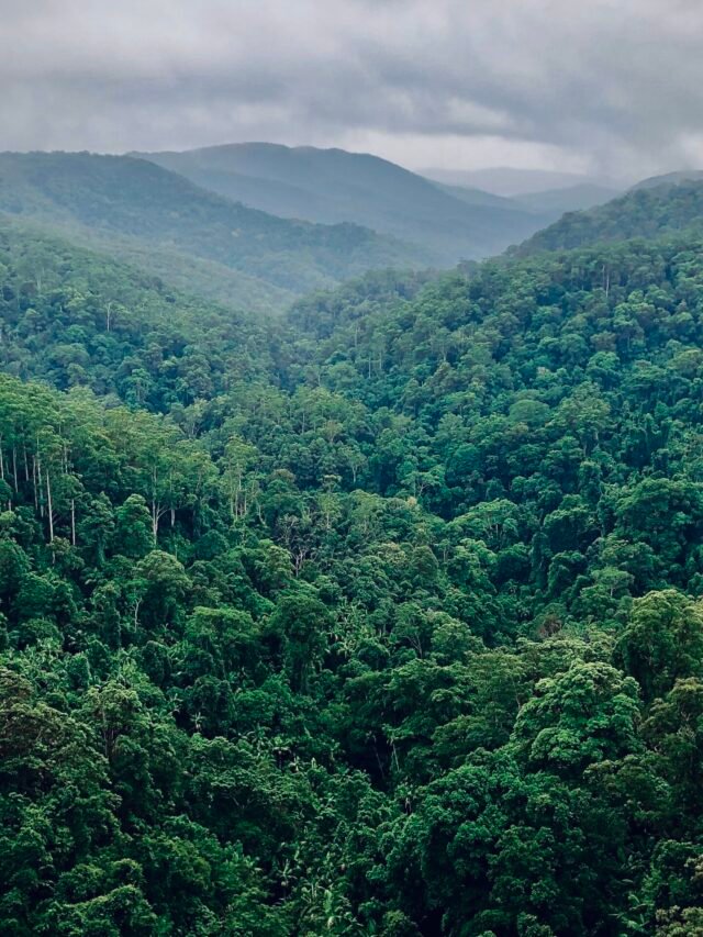 Read more about the article अमेज़न के जंगल के बारे में रोचक तथ्य, क्या आप जानते हैं?