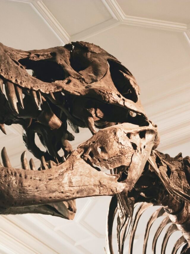 Read more about the article Fossils of 4 giant dinosaurs found in Chile, let’s know…