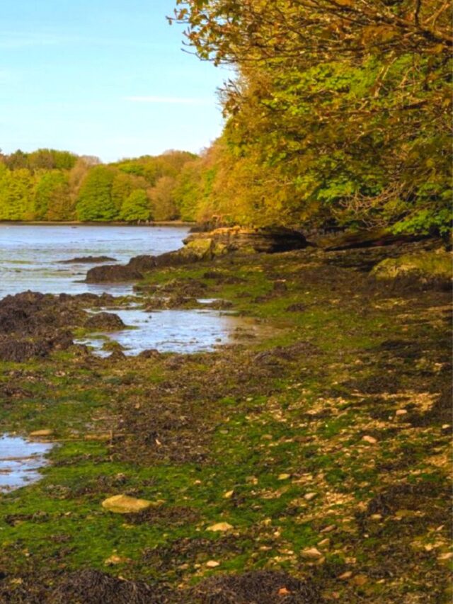 Read more about the article Untold facts about the Amazon jungle, did you know?