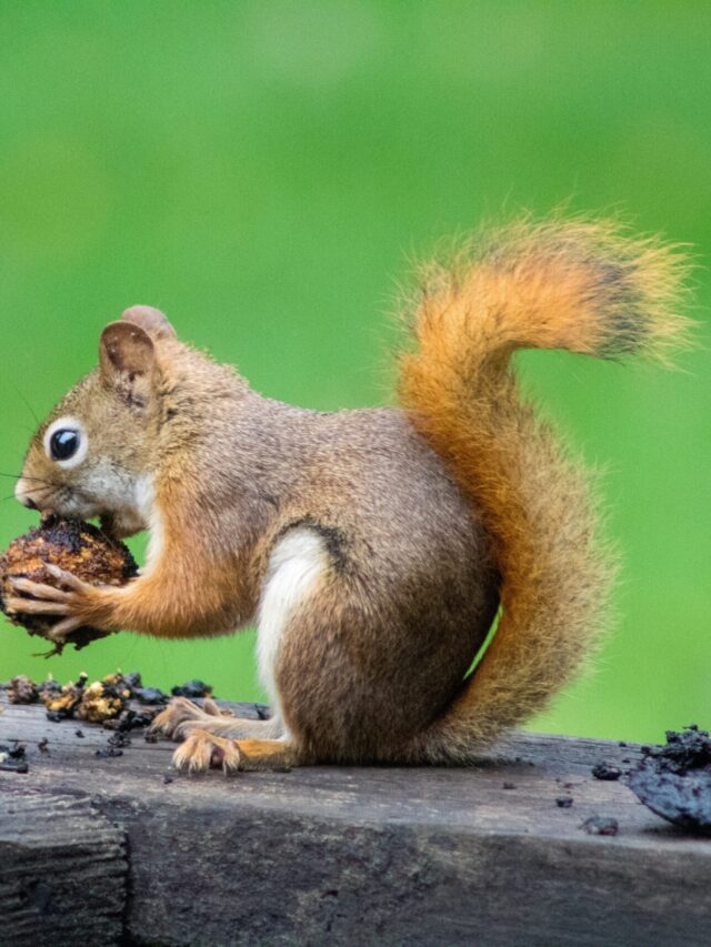 Read more about the article Interesting facts about animals