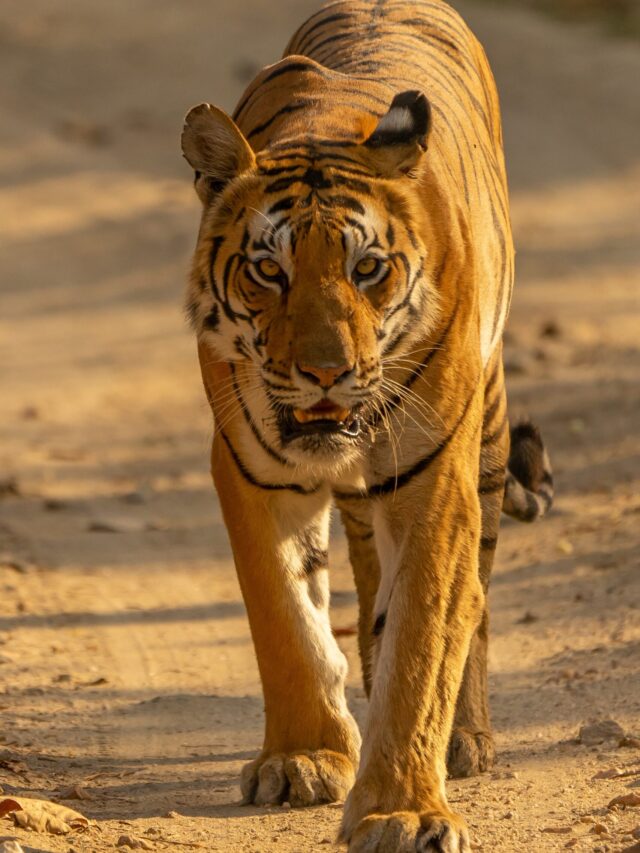 Read more about the article Do you know these interesting facts about animals?